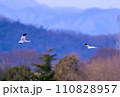 ハイイロチュウヒ　冬の飛翔 110828957