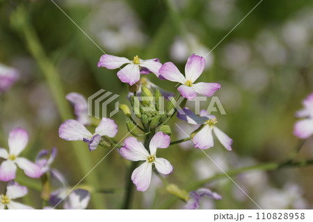 ダイコンの花 110828958