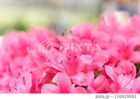 ツツジイメージ 110829081