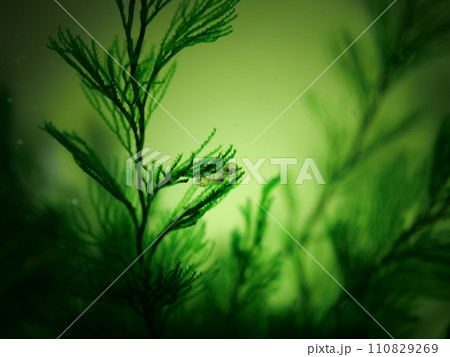 白メダカの卵 110829269