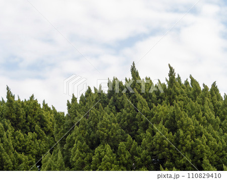 新緑の樹木と空 110829410