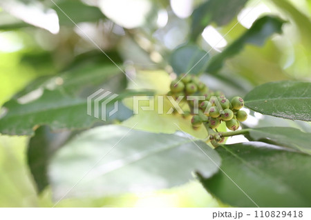 タラヨウの青い実 110829418