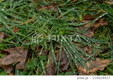 Fresh green grass with water drops close up dewdrop after rain. Autumn leaves on ground. Fallen golden on green grass in forest. Green grass stalks in cold weather 110829427