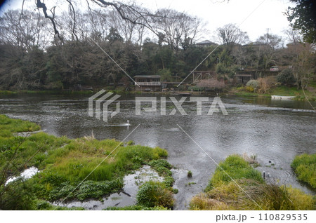 柿田川公園（静岡県駿東郡清水町伏見） 110829535