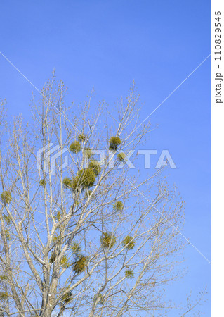 ヤドリギ ヤドリギ 110829546