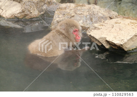 温泉に浸かる野猿公苑のサル 温泉に浸かる野猿公苑のサル 110829563