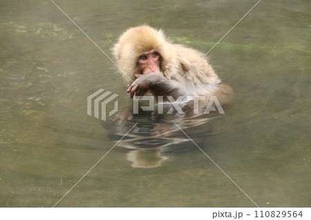 温泉に浸かる野猿公苑のサル 温泉に浸かる野猿公苑のサル 110829564