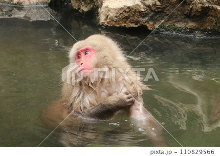温泉に浸かる野猿公苑のサル 温泉に浸かる野猿公苑のサル 110829566