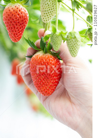 いちご狩り いちご狩り 110829627