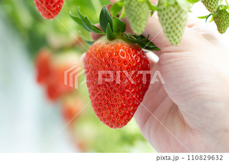 いちご狩り　 110829632