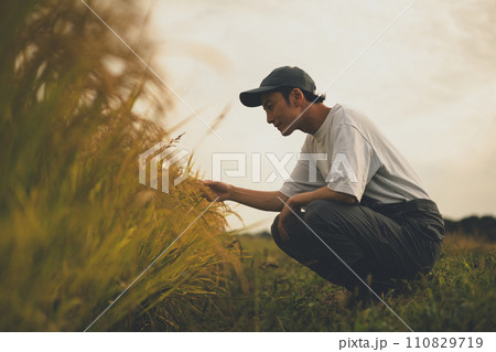rice farming 110829719