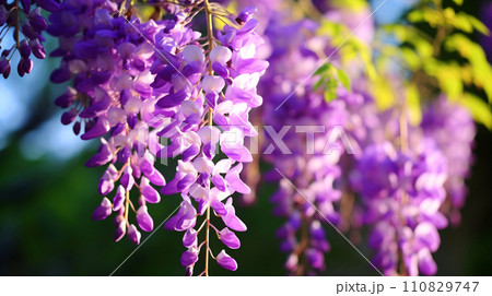 紫色の藤の花のアップ、藤の自然風景 AI生成画像 紫色の藤の花のアップ、藤の自然風景 AI生成画像 110829747