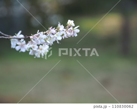 四季桜の花とコピースペース 110830062