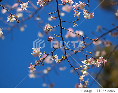 青空と四季桜の花 青空と四季桜の花 110830063