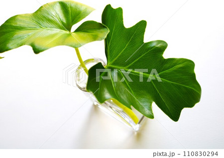 朝日を浴びる観葉植物　クワズイモ　 110830294
