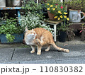 お散歩中の猫 110830382