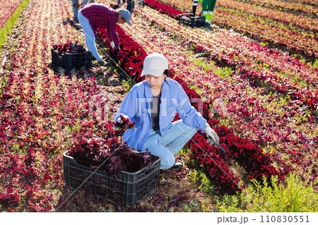 Young asian female worker harvesting red lettuce on farm field Young asian female worker harvesting red lettuce on farm field 110830551