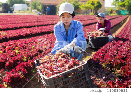 Young asian female worker harvesting red lettuce on farm field 110830631