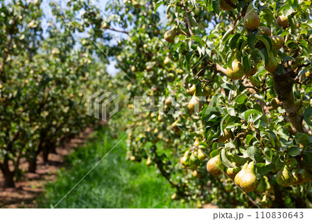 Fresh organic pears on tree branches Fresh organic pears on tree branches 110830643
