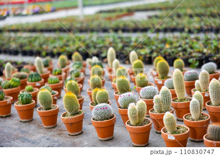 Rows of various cacti in pots in greenhouse Rows of various cacti in pots in greenhouse 110830747