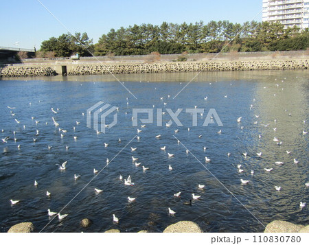 花見川河口に来ている冬の渡り鳥ユリカモメ 花見川河口に来ている冬の渡り鳥ユリカモメ 110830780