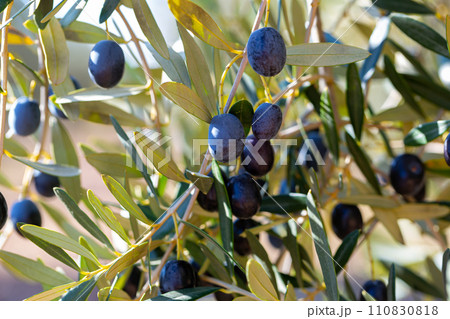 Growing black olives in orchard Growing black olives in orchard 110830818
