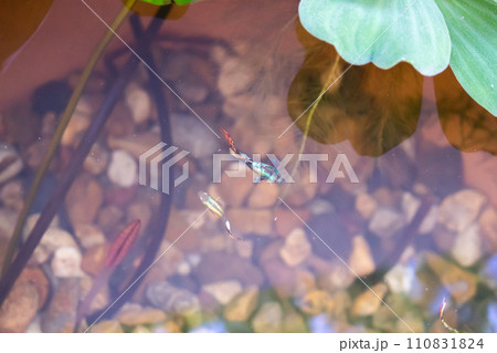 guppy fish in the lotus pond guppy fish in the lotus pond 110831824