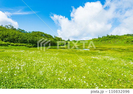 夏の火打山登山(天狗の庭:ワタスゲの群落) 夏の火打山登山(天狗の庭:ワタスゲの群落) 110832096