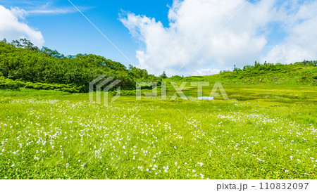 夏の火打山登山(天狗の庭:ワタスゲの群落) 夏の火打山登山(天狗の庭:ワタスゲの群落) 110832097