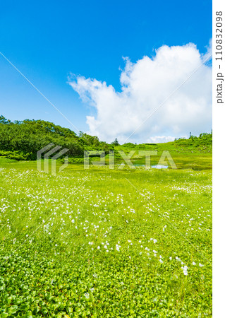 夏の火打山登山（天狗の庭：ワタスゲの群落） 110832098