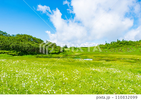夏の火打山登山(天狗の庭:ワタスゲの群落) 夏の火打山登山(天狗の庭:ワタスゲの群落) 110832099
