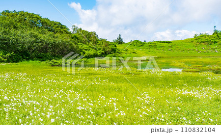 夏の火打山登山（天狗の庭：ワタスゲの群落） 110832104
