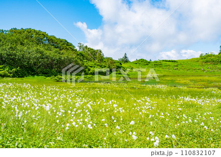 夏の火打山登山(天狗の庭:ワタスゲの群落) 夏の火打山登山(天狗の庭:ワタスゲの群落) 110832107