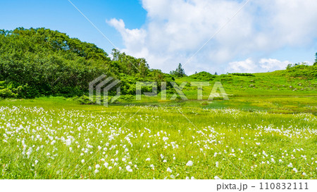 夏の火打山登山（天狗の庭：ワタスゲの群落） 110832111