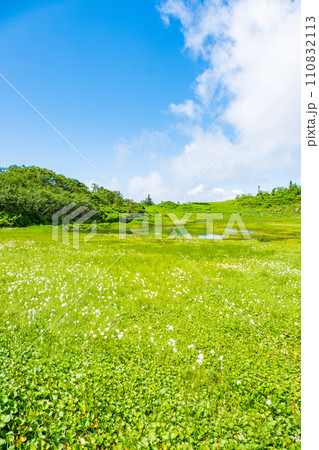 夏の火打山登山(天狗の庭:ワタスゲの群落) 夏の火打山登山(天狗の庭:ワタスゲの群落) 110832113