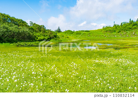 夏の火打山登山（天狗の庭：ワタスゲの群落） 110832114