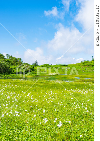 夏の火打山登山（天狗の庭：ワタスゲの群落） 110832117