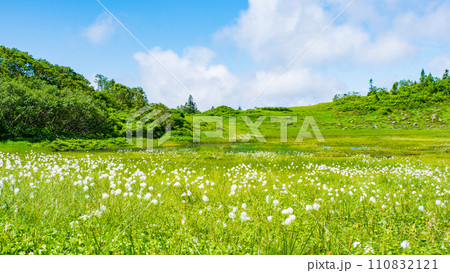 夏の火打山登山（天狗の庭：ワタスゲの群落） 110832121