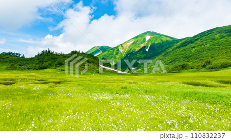 夏の火打山登山（天狗の庭：火打山とワタスゲの群落） 110832237