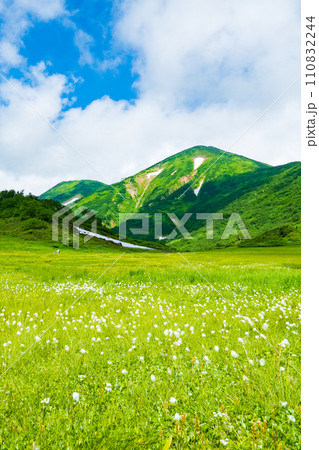 夏の火打山登山(天狗の庭:火打山とワタスゲの群落) 夏の火打山登山(天狗の庭:火打山とワタスゲの群落) 110832244