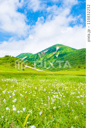 夏の火打山登山（天狗の庭：火打山とワタスゲの群落） 110832252