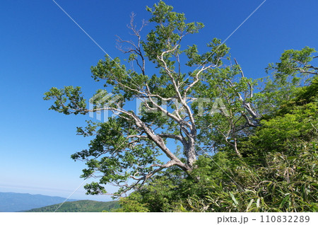 高山の斜面に立つダケカンバ 110832289