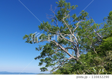 高山の斜面に立つダケカンバ 高山の斜面に立つダケカンバ 110832290