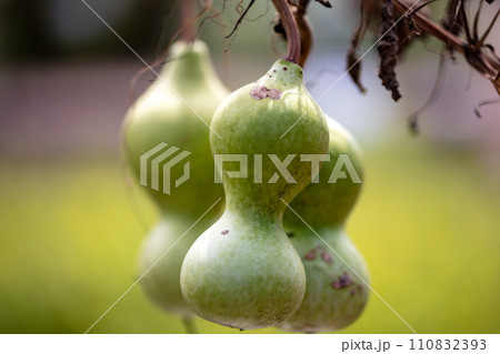 ひょうたん ひょうたん 110832393