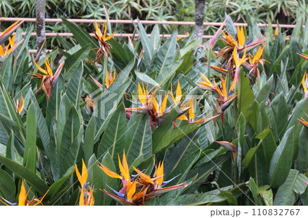 ゴクラクチョウカ　八丈島　八丈植物公園　東京都 110832767