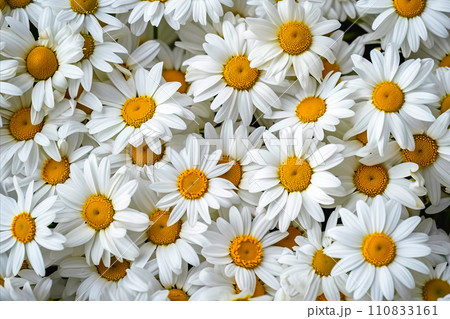 AI-generated content. White Flowers With Yellow Centers Against a Camomile Background 110833161