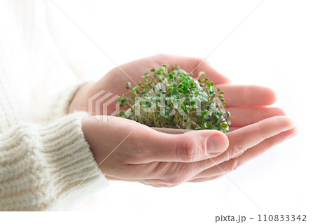 Sprouted radish seeds microgreens. Earth Day. Seed Germination at home. Space for text Concept Vegan 110833342