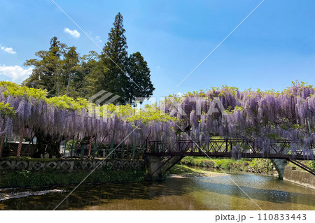 西寒多神社の藤の花 西寒多神社の藤の花 110833443