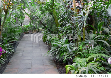 backyard in the rainforest 110833514