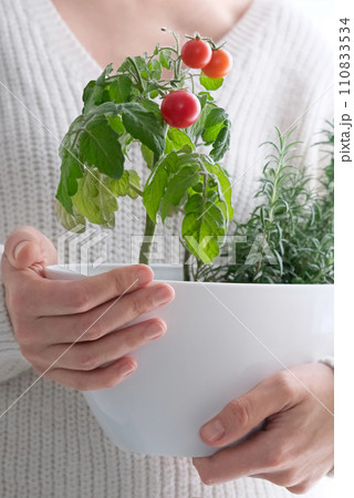 Cherry tomatoes and rosemary grown in a pot in a home garden, in the hand of a girl. 110833534